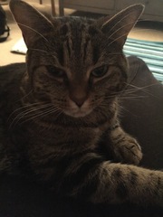 To cheer me up with photos of your pet? The first photo you have and the last?