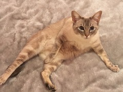 AIBU to think my cat is the cutest?