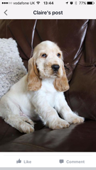 To cheer me up with photos of your pet? The first photo you have and the last?