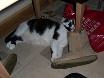 To cheer me up with photos of your pet? The first photo you have and the last?