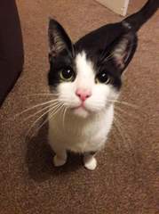 To cheer me up with photos of your pet? The first photo you have and the last?
