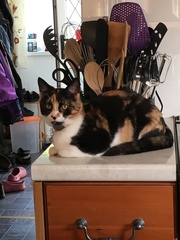 Tortie or calico?