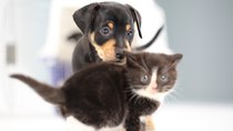 Inspirational women, kittens and puppies thread
