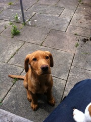 To cheer me up with photos of your pet? The first photo you have and the last?