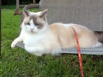 AIBU to think my cat is the cutest?