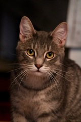 AIBU to think my cat is the cutest?