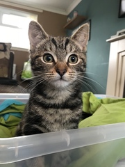 AIBU to think my cat is the cutest?