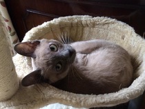 AIBU to think my cat is the cutest?