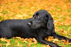 To cheer me up with photos of your pet? The first photo you have and the last?