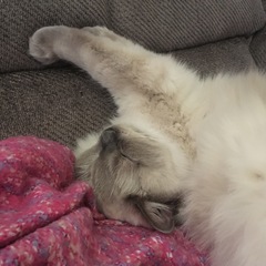 It's my kittens birthday!