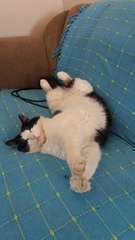 To cheer me up with photos of your pet? The first photo you have and the last?