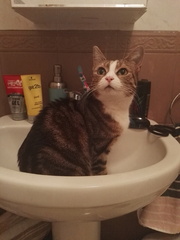 AIBU to think my cat is the cutest?
