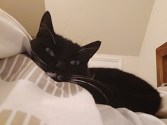 AIBU to think my cat is the cutest?