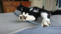 AIBU to think my cat is the cutest?