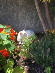 AIBU to think my cat is the cutest?