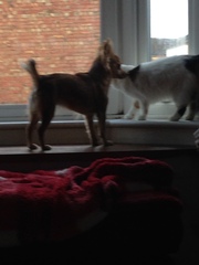 Who remembers how much Toots protested at us getting a dog?