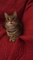 Let me see your fuzzy overlords?