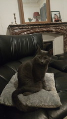 Let me see your fuzzy overlords?