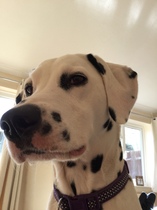 To cheer me up with photos of your pet? The first photo you have and the last?