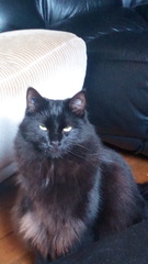 Let me see your fuzzy overlords?