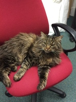 AIBU to think my cat is the cutest?