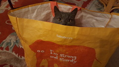 What's your DCat up to today? Episode 6, Return of the... Cats?