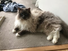 AIBU to think my cat is the cutest?