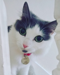 AIBU to think my cat is the cutest?