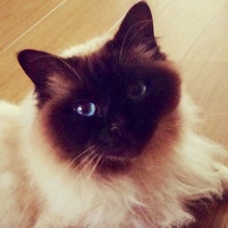 AIBU to think my cat is the cutest?