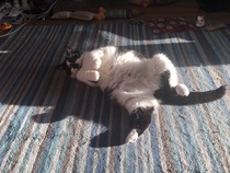 Very worried about my cat