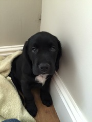 To cheer me up with photos of your pet? The first photo you have and the last?
