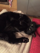 AIBU to think my cat is the cutest?