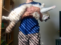 AIBU to think my cat is the cutest?
