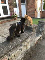 Do cats make friends with other cats?