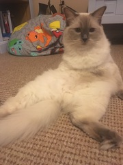 To cheer me up with photos of your pet? The first photo you have and the last?