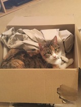 AIBU to think my cat is the cutest?