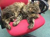 AIBU to think my cat is the cutest?