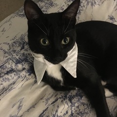 To cheer me up with photos of your pet? The first photo you have and the last?