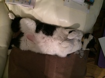 Very worried about my cat