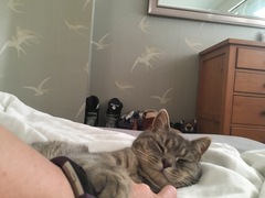 AIBU to think my cat is the cutest?