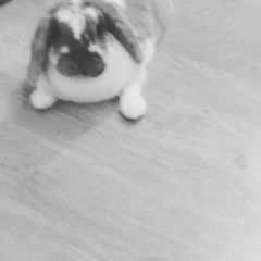 To cheer me up with photos of your pet? The first photo you have and the last?