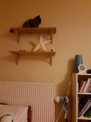 Let me see your fuzzy overlords?