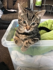 AIBU to think my cat is the cutest?