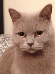 AIBU to think my cat is the cutest?