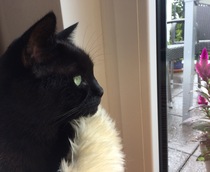 AIBU to think my cat is the cutest?