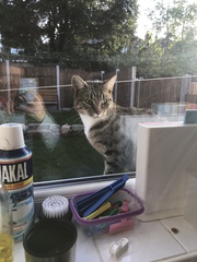 Do cats make friends with other cats?