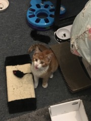 What's your DCat up to today? Episode 6, Return of the... Cats?