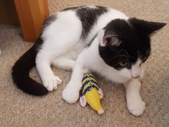 Our new family member is home!