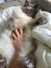 AIBU to think my cat is the cutest?