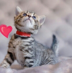 AIBU to think my cat is the cutest?